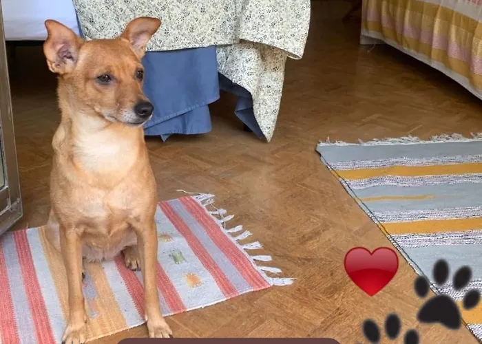 Yellow & Апартаменти Трієст